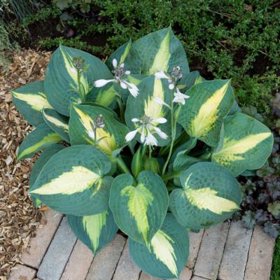 Hosta 'Saint Paul'